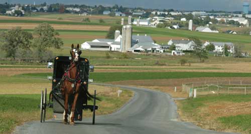 Amish Horse and buggy with Amish farmland in the background.