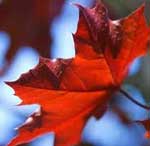 Red Maple leaf, Fall Folliage